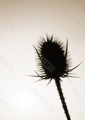 Teasel Teasel