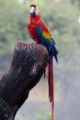 splendid parrot in the wilderness