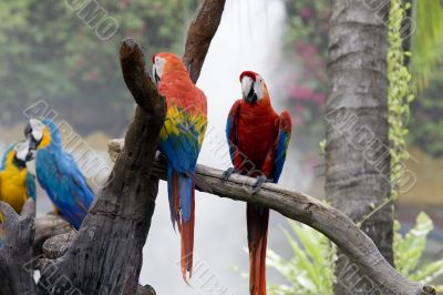 splendid parrot in the wilderness