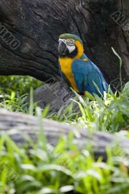 splendid parrot in the wilderness