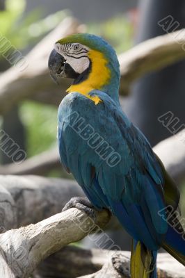 splendid parrot in the wilderness