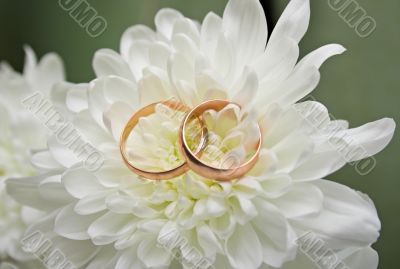 wedding rings on a white chrysanthemum