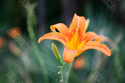 Orange lily