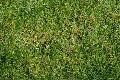 Grass Grass
