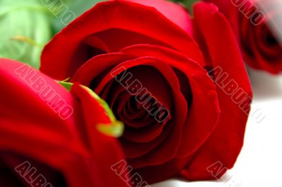 Red roses