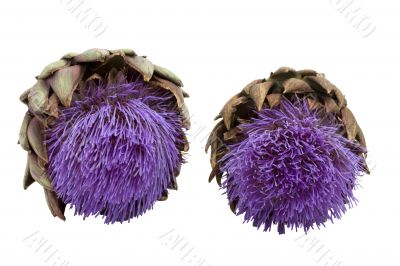 artichoke