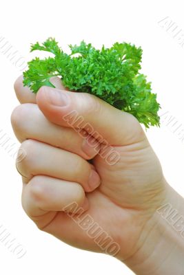 hand holds the bunch of greenery