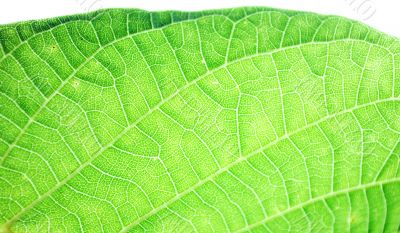 sunbeam on a leaves