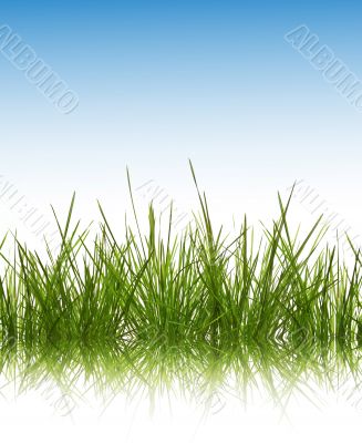 green Grass