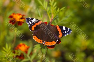 butterfly on red flowers