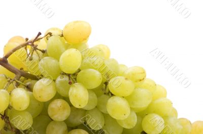 Raw grapes close up