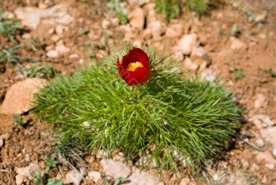 Red Crimean peony