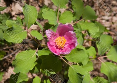Peony in spring day
