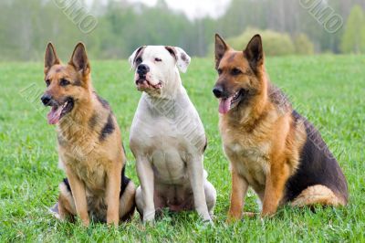 two Germany shepherds and American bulldog