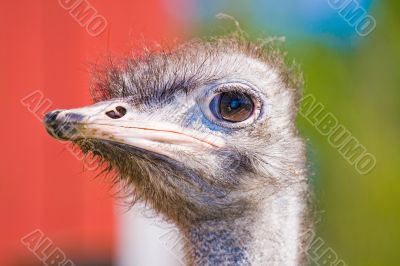 ostrich portrait