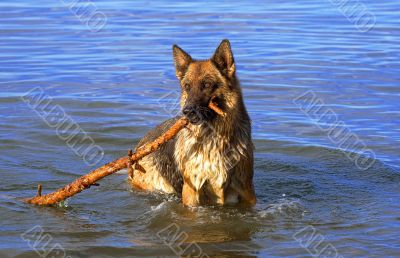 wet Germany sheep-dog with stick in a mouth