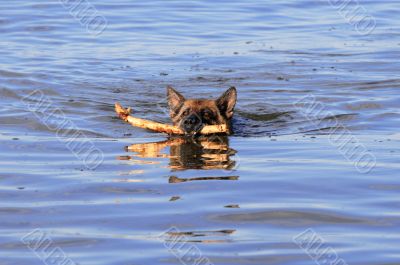 swiming Germany sheep-dog with stick in mouth