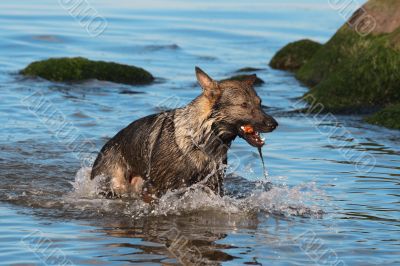 wet Germany sheep-dog with stick in a mouth wet Germany sheep-dog with stick in a mouth