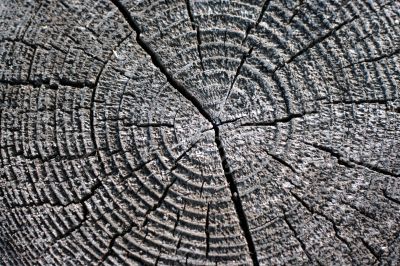 wood circle close-up