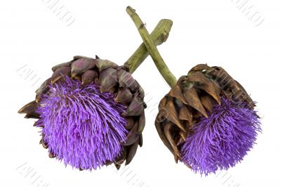 artichoke artichoke