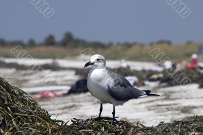 Florida Shore bird