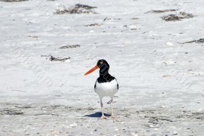 Florida Shore bird