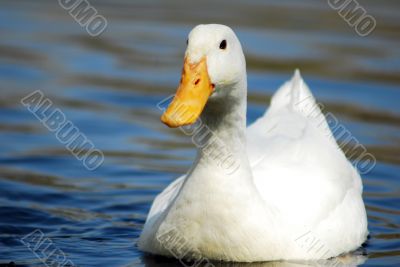 White Snow Goose Bird