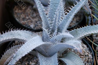 Aloe Succulent