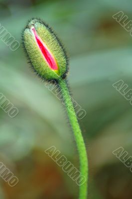 Red California Poppy Flower Bud