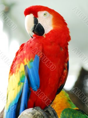 Scarlet Red Macaw Bird