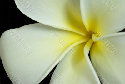 Frangipani Plumeria Flower