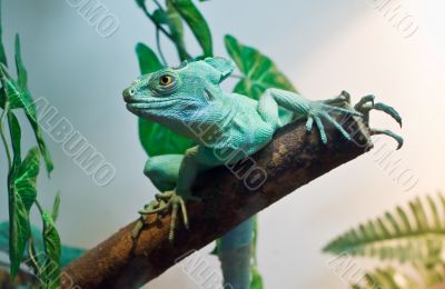 Green lizard