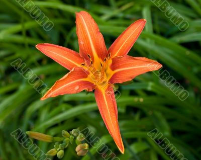 Orange lily