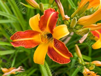 Orange lily