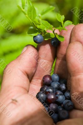 The collector of a bilberry