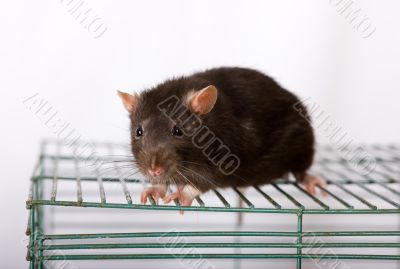 Black domestic rat
