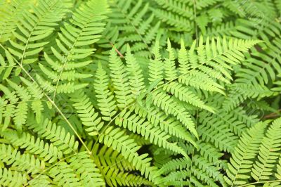 Fern background