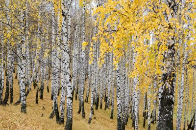 autumn birch forest autumn birch forest