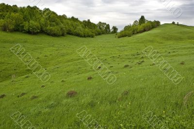 trees on slope of hill