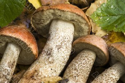 mushrooms mushrooms
