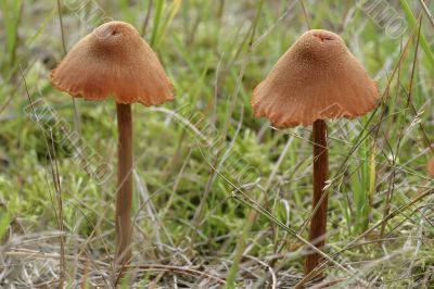 mushrooms mushrooms