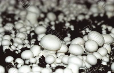 mushrooms growing in artificial conditions mushrooms growing in artificial conditions