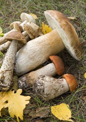 mushrooms mushrooms