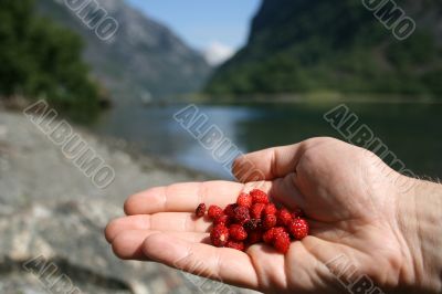 Wild strawberries