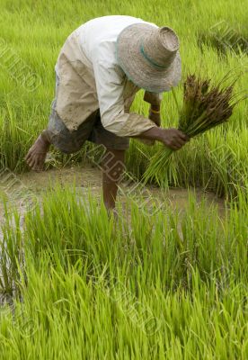 Work on the paddy-field in Asia