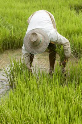 Work on the paddy-field in Asia