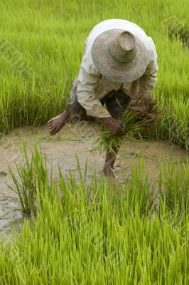 Work on the paddy-field in Asia