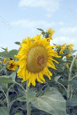amazing sunflower and blue sky background