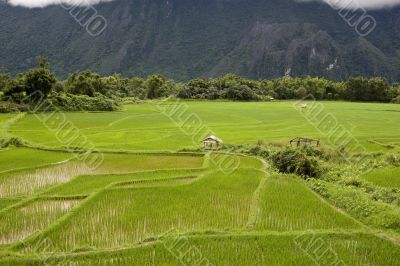 Rice field in Laos