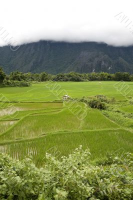 Rice field in Laos
